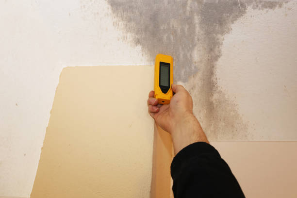 Best Real Estate Mold Inspection  in Allendale, CA