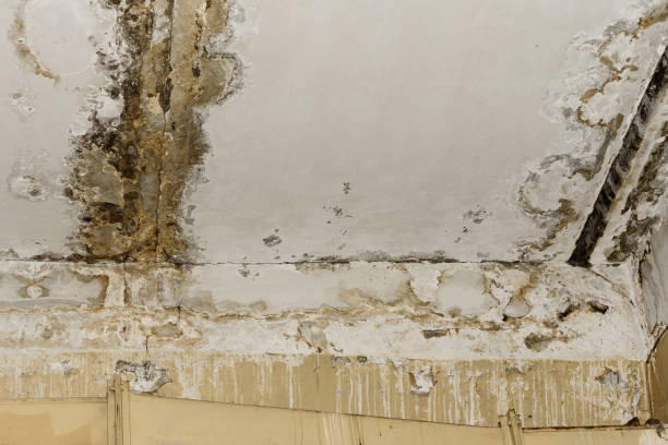 Biohazard Mold Removal in Allendale, CA