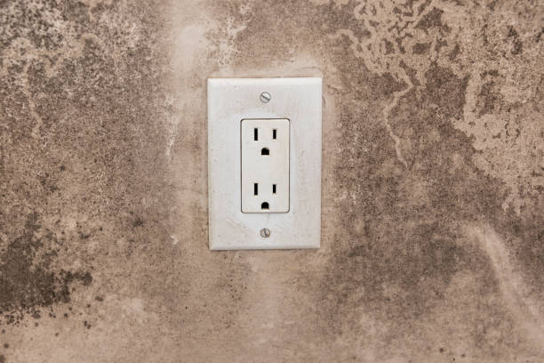 Best Basement Mold Removal  in Allendale, CA